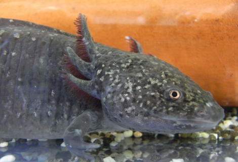 Bild eines Ambystoma mexicanum
