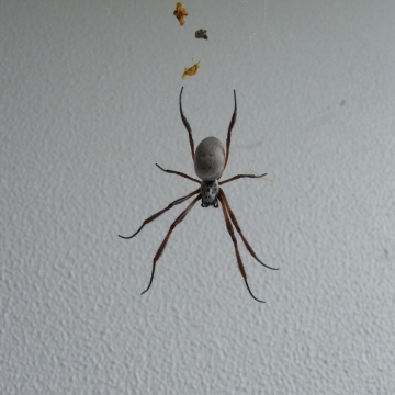 adulte Nephila edulis