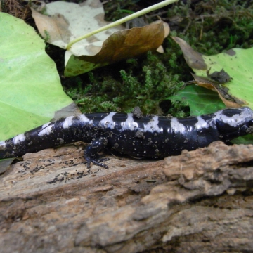 Bild eines Ambystoma opacum