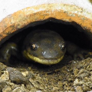 Ein Ambystoma tigrinum in einer Höhle im Terrarium 