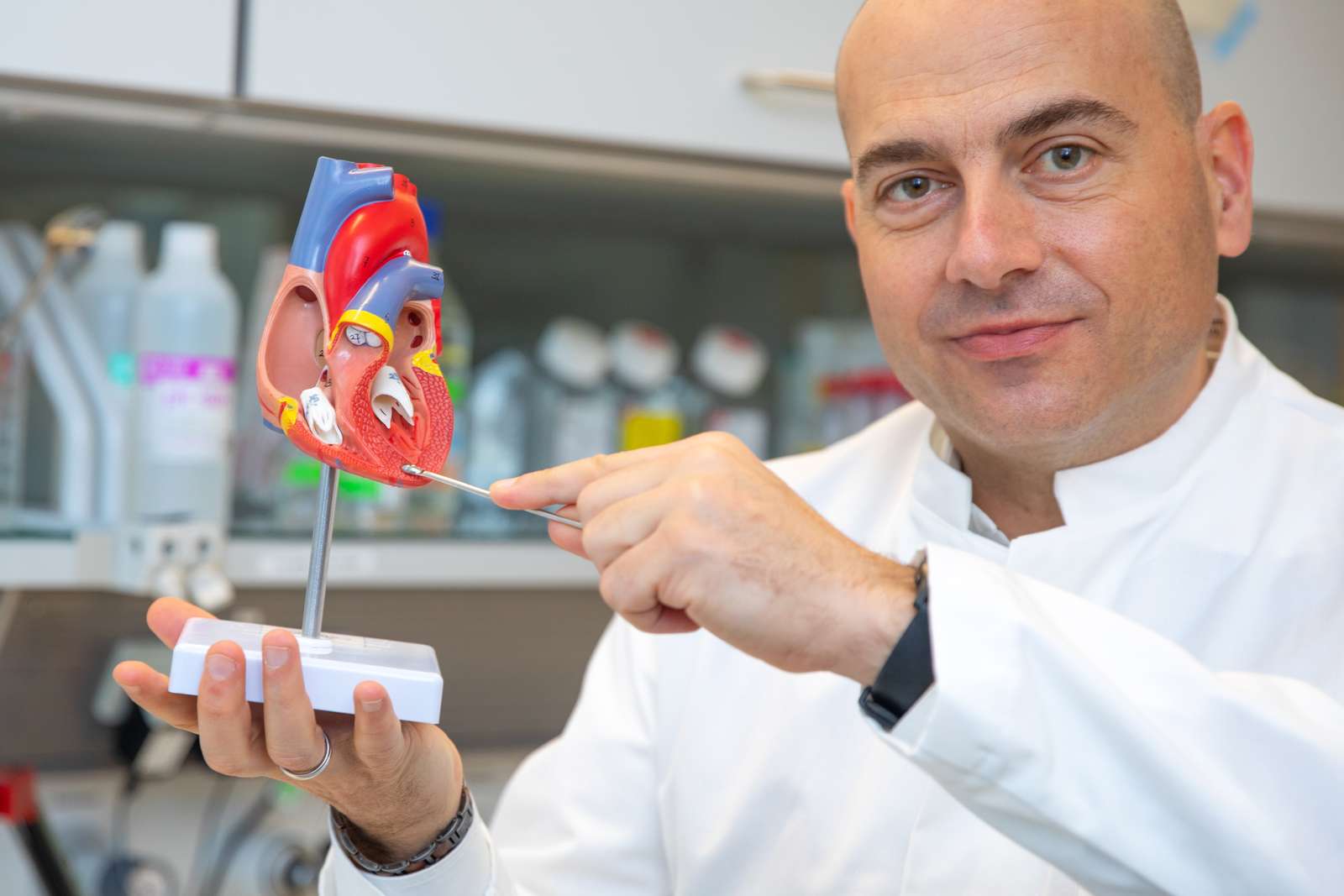 Professor Dr. Dr. Thomas Thum hält ein Herzmodell in der Hand und zeigt, an welcher Stelle sich die Herzkammer bei Fibrosebildung durch krankhafte Bindegewebseinlagerungen verdickt.