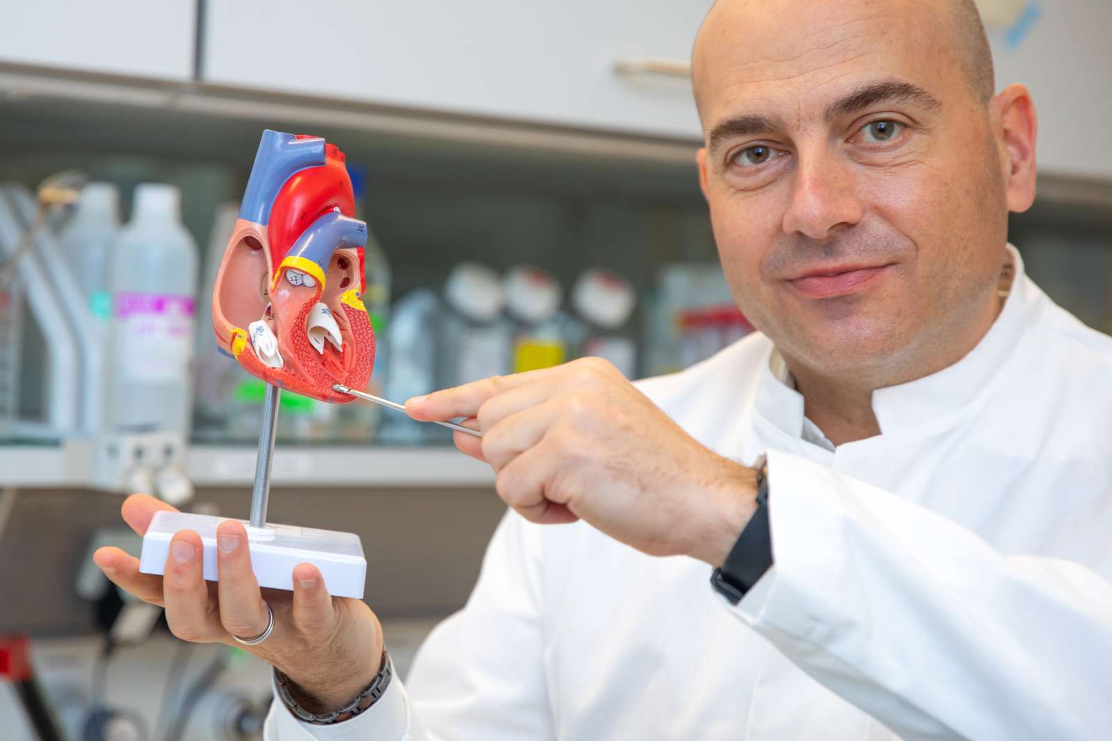 Copyright: Karin Kaiser / MHH Professor Dr. Dr. Thomas Thum hält ein Herzmodell in der Hand und zeigt, an welcher Stelle sich die Herzkammer bei Fibrosebildung durch krankhafte Bindegewebseinlagerungen verdickt.