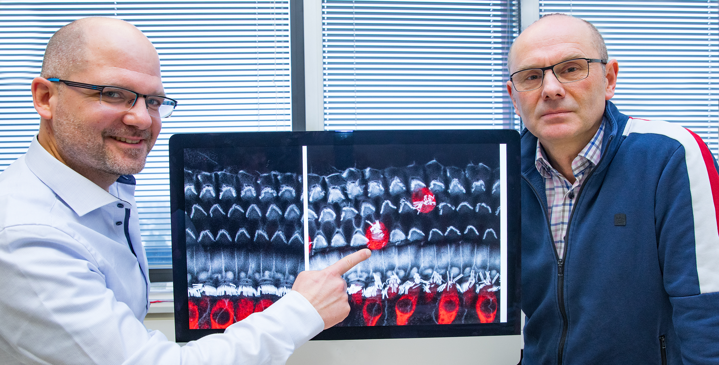 Dr. Mark-Oliver Trowe und Professor Kispert stehen neben einem Bildschirm mit der Aufnahme von Haarsinneszellen aus dem Innenohr der Maus.