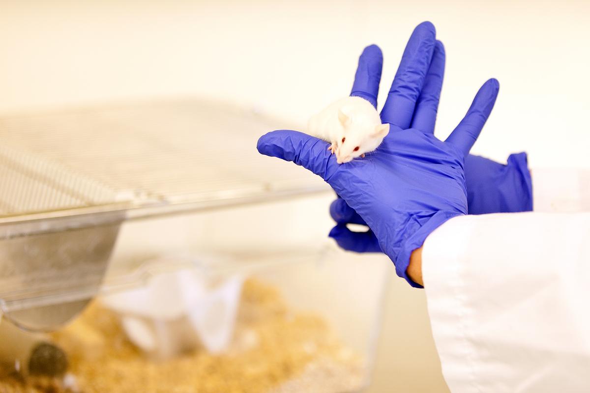 A white mouse sits on a researcher's hand.