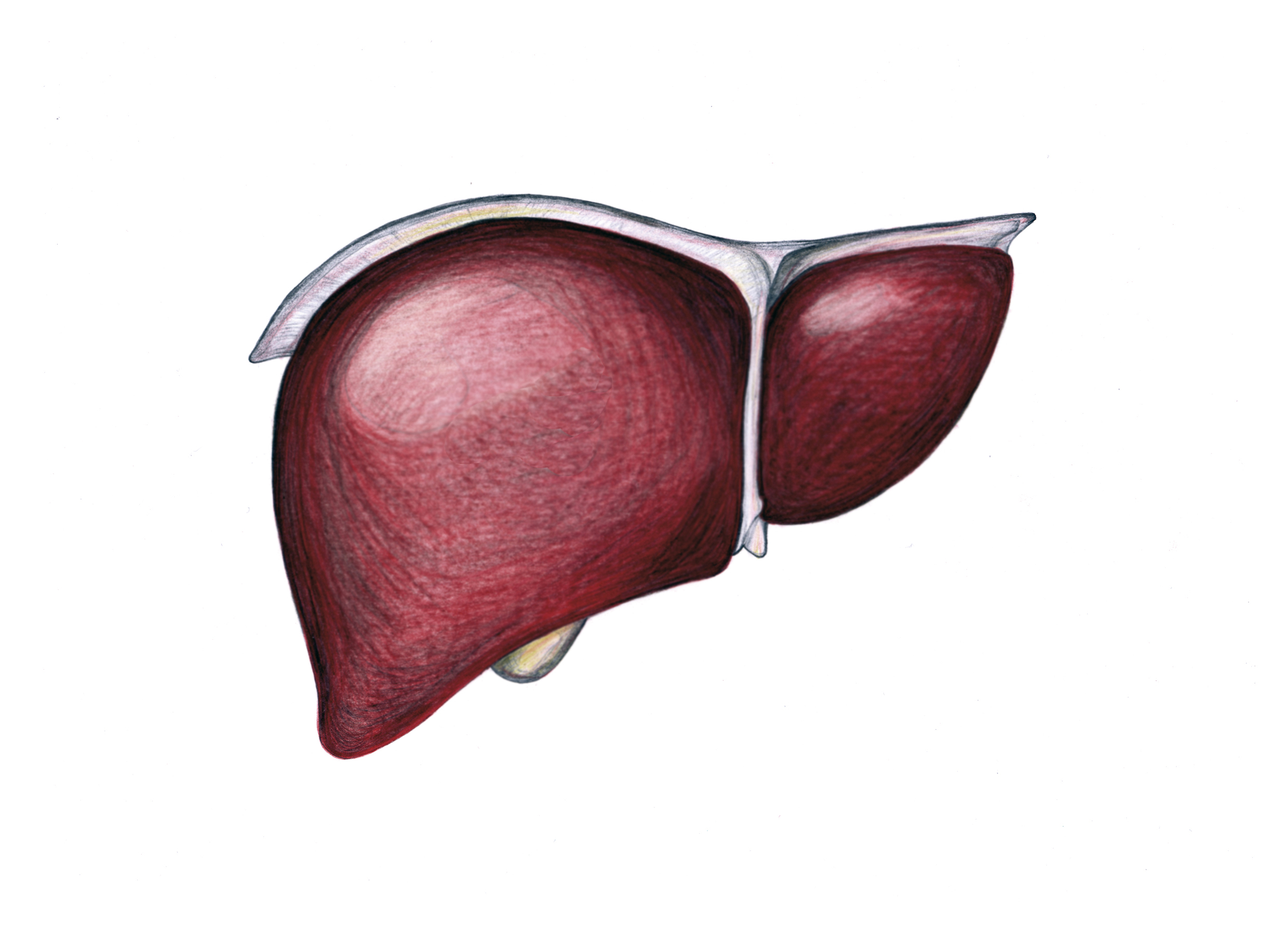Drawing of a human liver