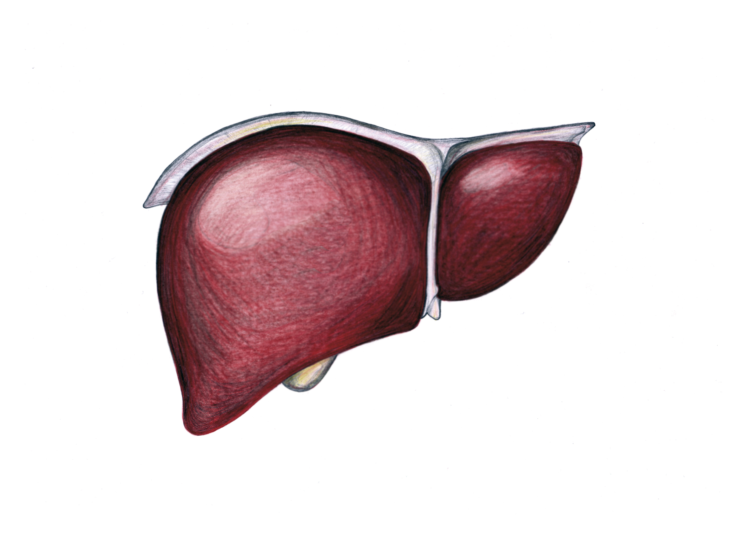 Zeichnung einer menschlichen Leber