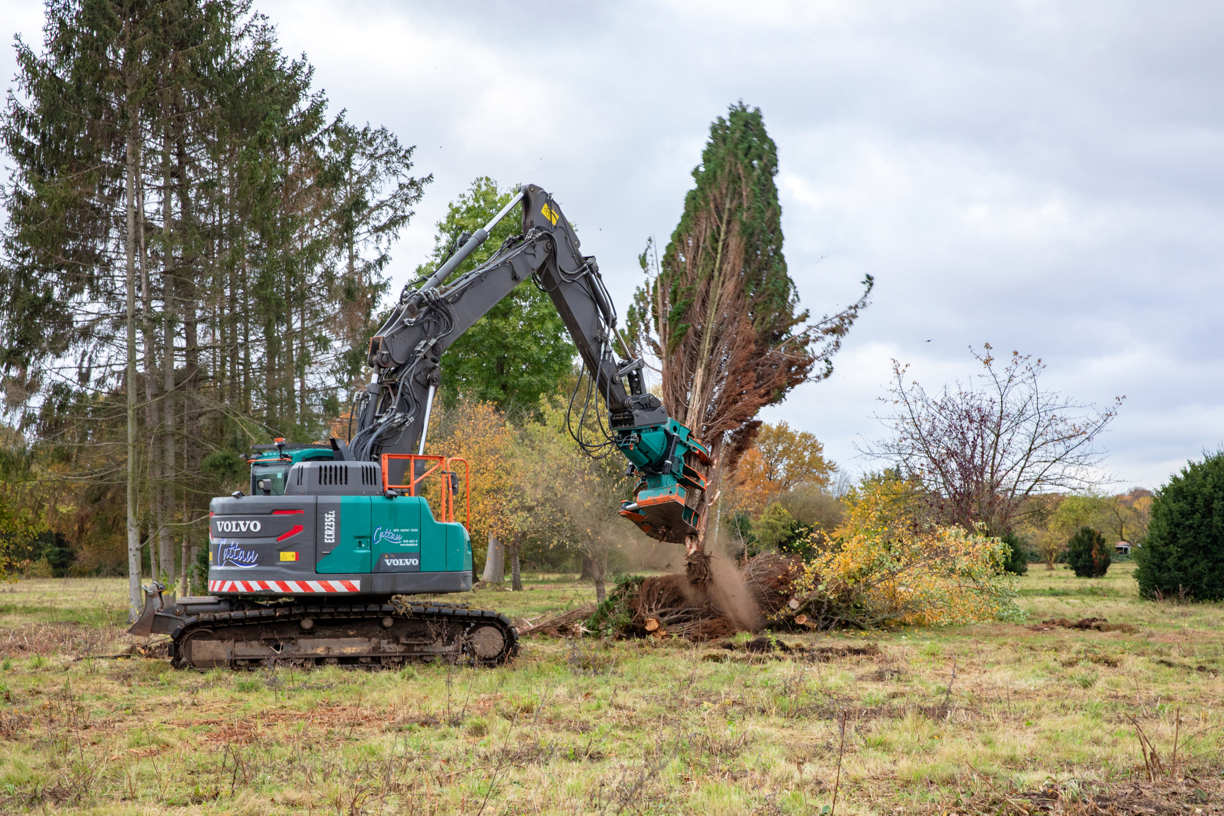 Rodungsmaschine zieht einen Baum samt Wurzelwerk aus dem Boden.