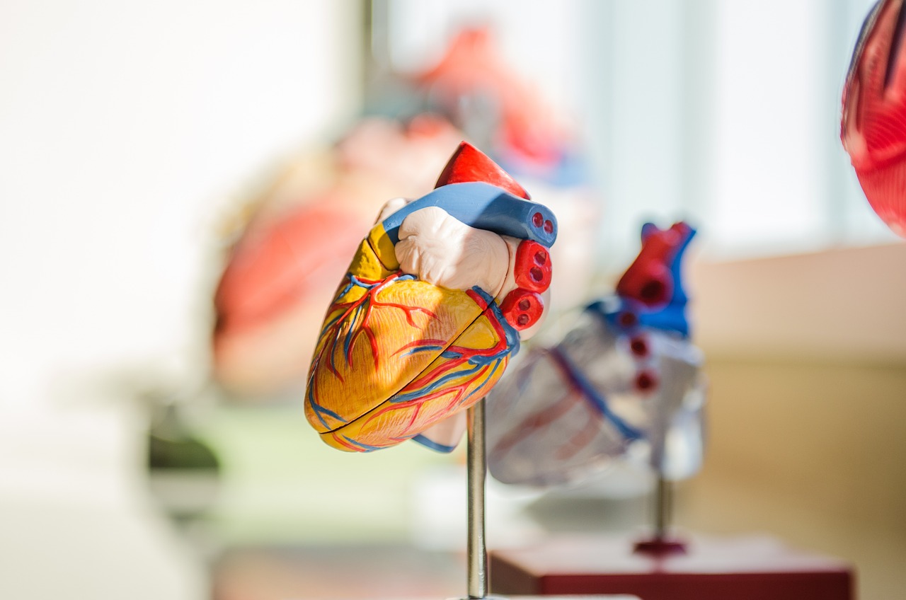 das anatomische Modell eines Herzen
