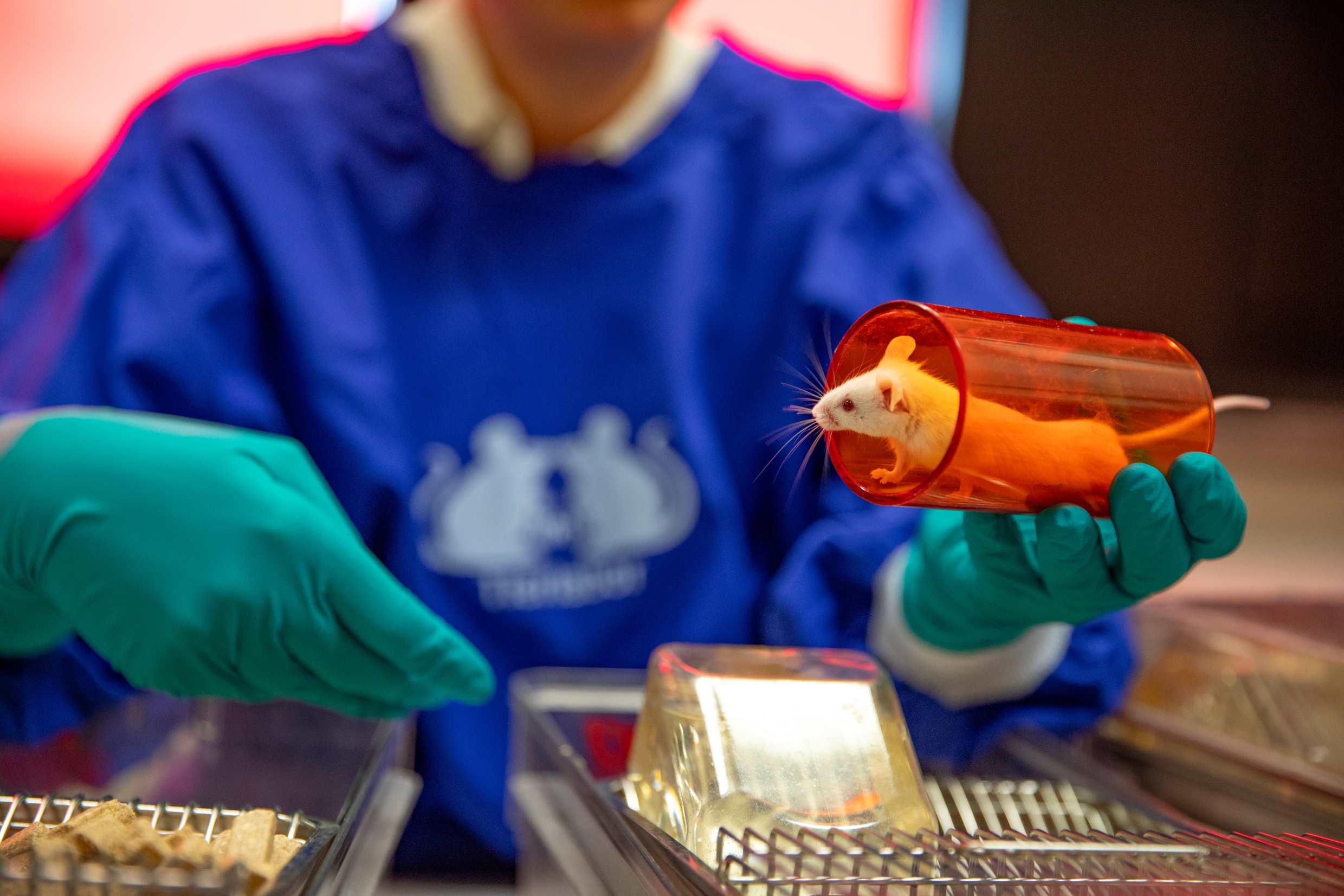 A white mouse looks out of a red transfer tube.