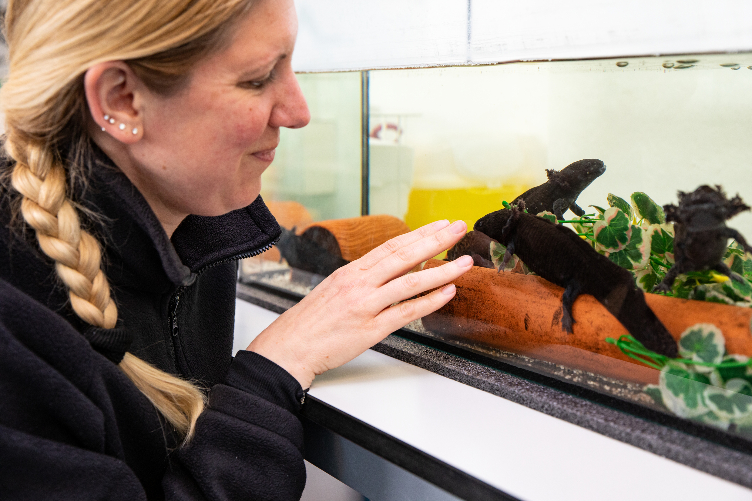 Eine Frau sitzt vor einem Aquarium, in dem schwarze mexikanische Schwanzlurche schwimmen.
