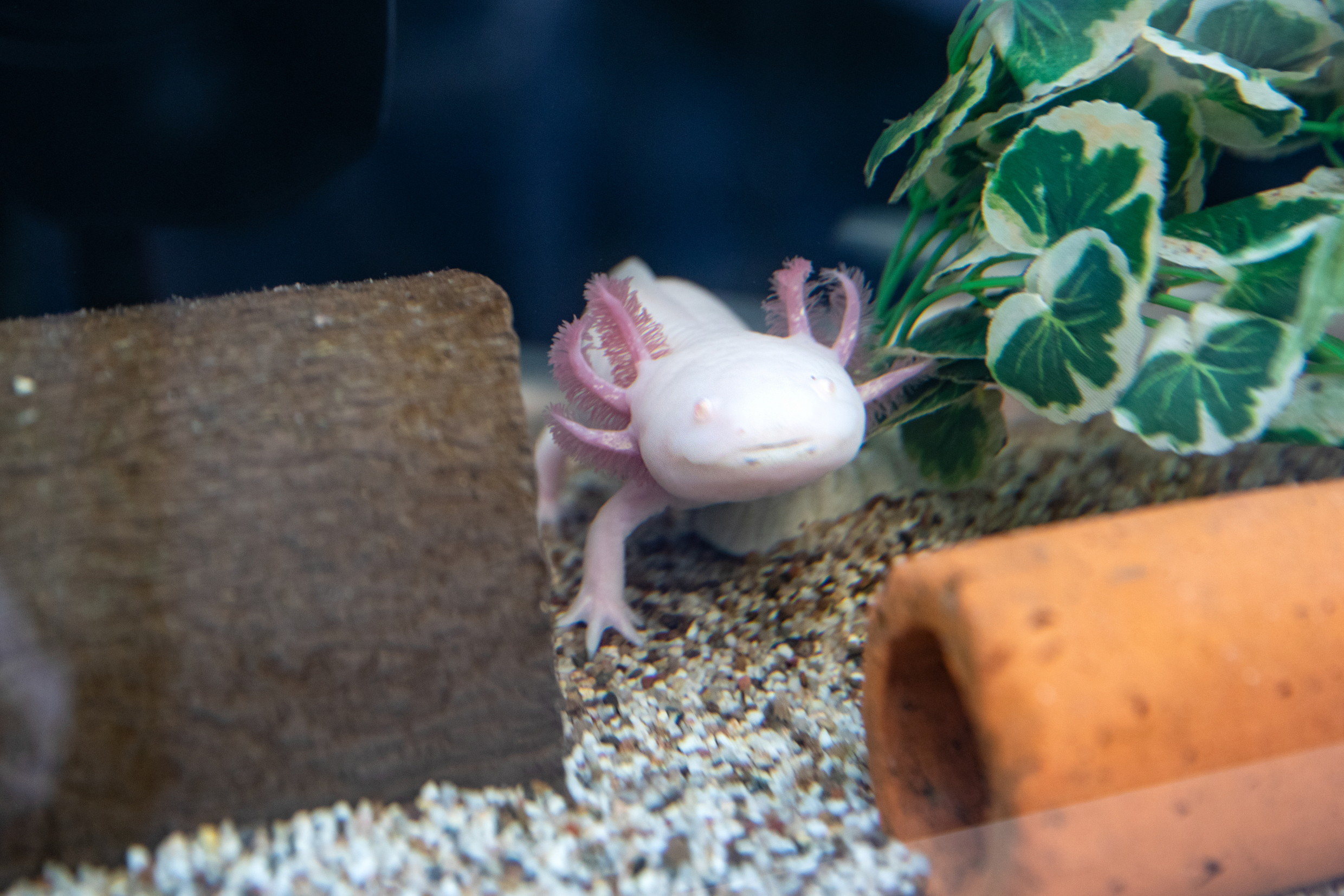 Ein weißes Axolotl im Aquarium.