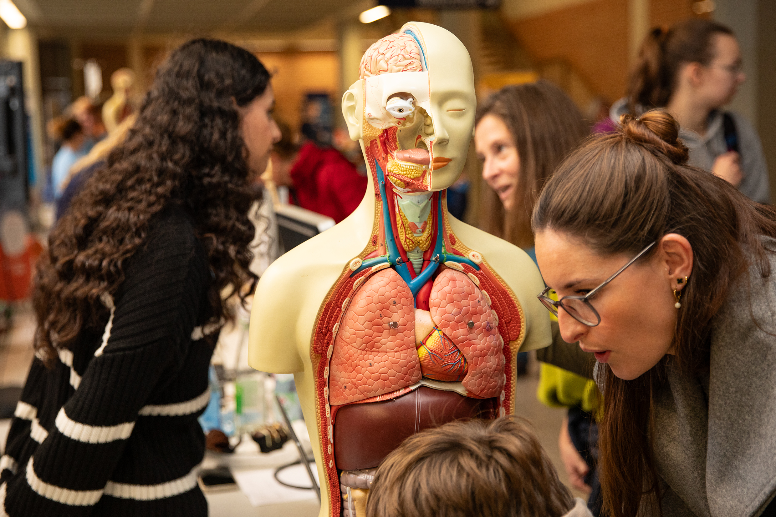 Blick auf die inneren Organe einer anatomischen Lehrpuppe. 