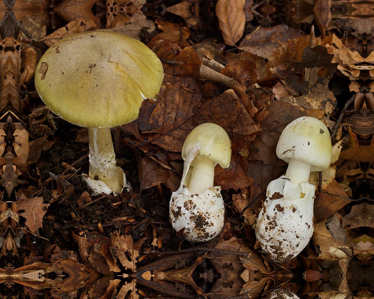 Drei Knollenblätterpilze liegen auf Waldboden. 