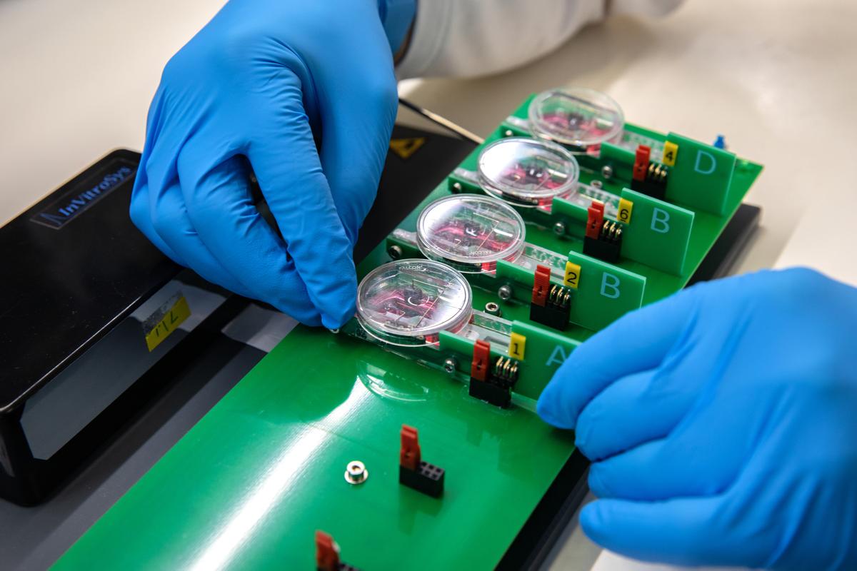 Zwei Hände in blauen Laborhandschuhen bestücken eine grüne Vorrichtung für die Kultivierung von Herzmuskelschnitten.