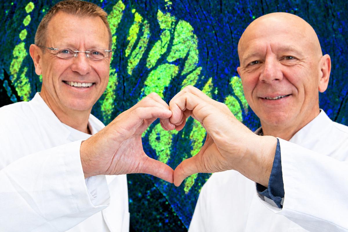 Two scientists in white lab coats are standing in front of a fluorescence image of heart muscle tissue and forming their hands into a heart shape.