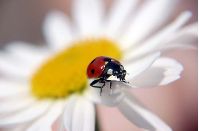 Bildnachweis: *lahja* / Photocase Bildnachweis: *lahja* / Photocase, Blume mit Marienkäfer