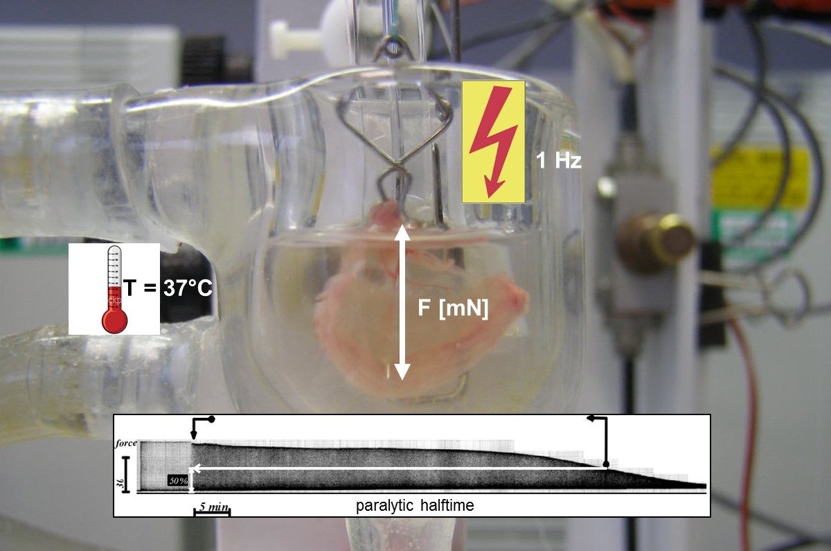 Tierversuchsersatzmethode Nervus phrenicus Hemidiaphragma Assay zur Botulismus-Diagnostik.