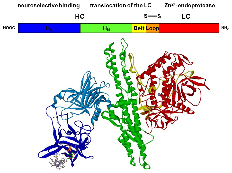 Fig. 2: Domain model and crystal structure of the  BoNT