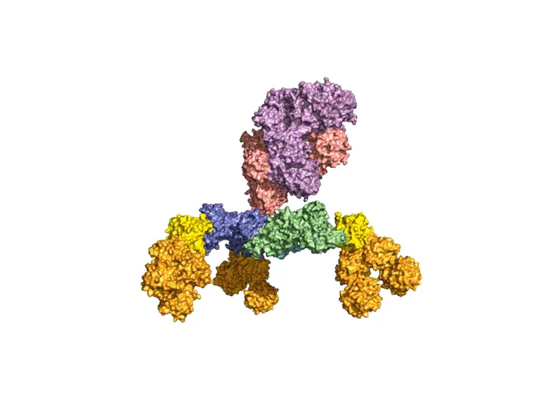 Fig. 3: Crystal structure of the 760 kDa BoNT (L-) complex. BoNT/A (lilac), non-toxic non-hemagglutinin (NTNHA, red), hemagglutinin with 70 kDa (HA70, green / blue), hemagglutinin with 17 kDa (HA17, yellow), hemagglutinin with 33 kDa (HA33, gold).