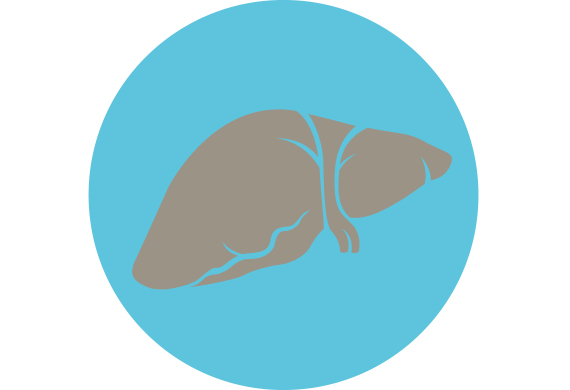 Symbolbild: Grafik einer Leber auf lila Hintergrund. Copyright: MHH/Transplantationszentrum