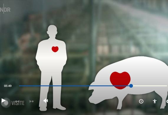 Eine grafische Darstellung eines Menschen und eines Schweins. In den Körpern ist jeweils ein rotes Herz eingezeichnet. Copyright: NDR/Visite