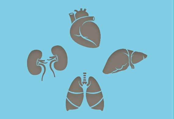 Grafiken von Herz, Leber, Lunge und Niere in Grau auf blauem Hintergrund. Copyright: MHH/Transplantationszentrum
