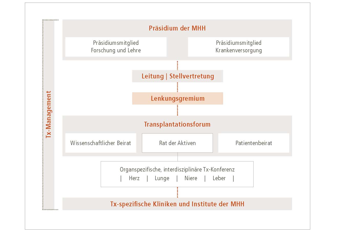 Das Organigramm bildet alle Gremien und Organisationseinheiten des Transplantationszentrums ab. Copyright: MHH/Transplantationszentrum