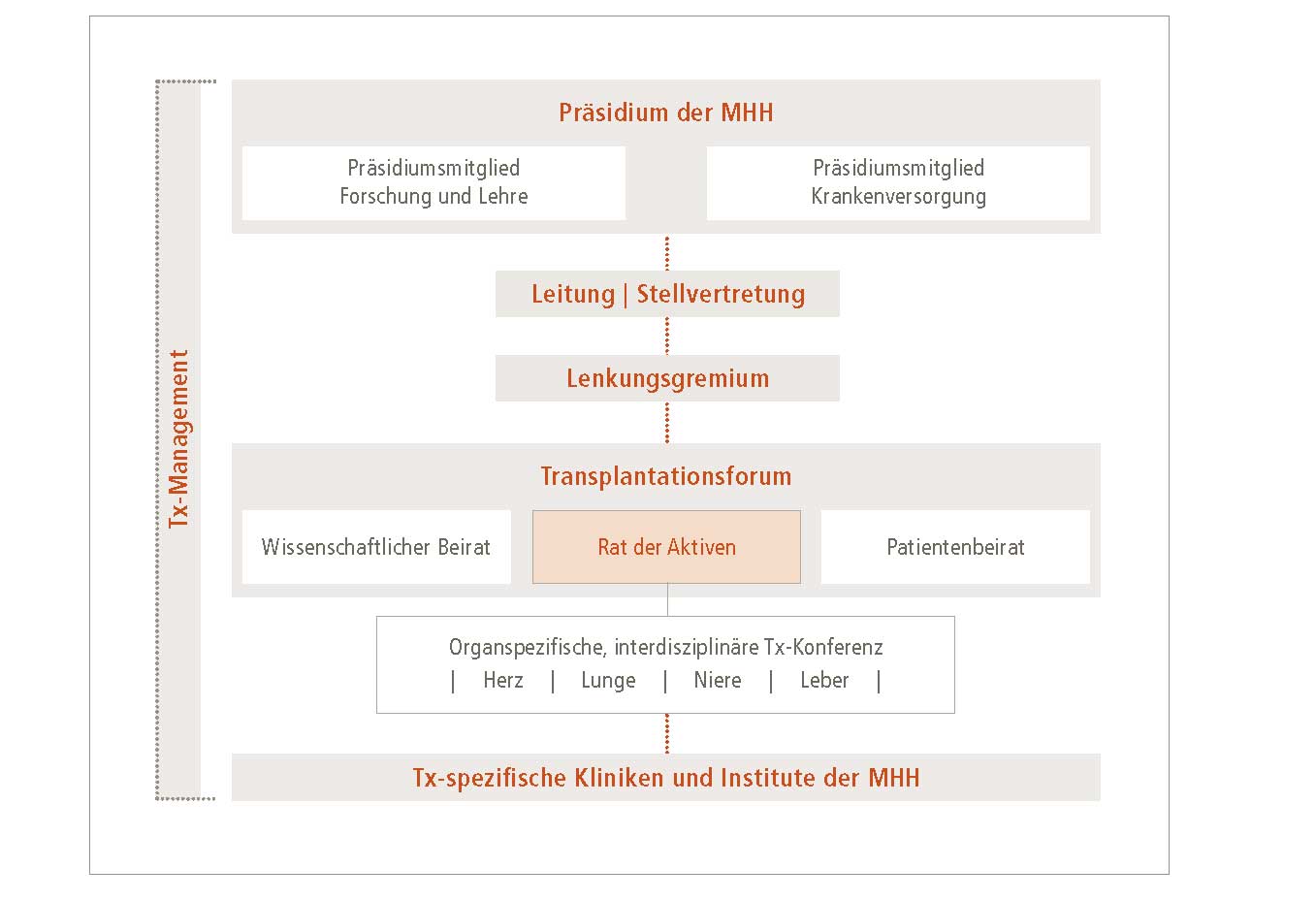 Das Organigramm bildet alle Gremien und Organisationseinheiten des Transplantationszentrums ab. Copyright: MHH/Transplantationszentrum