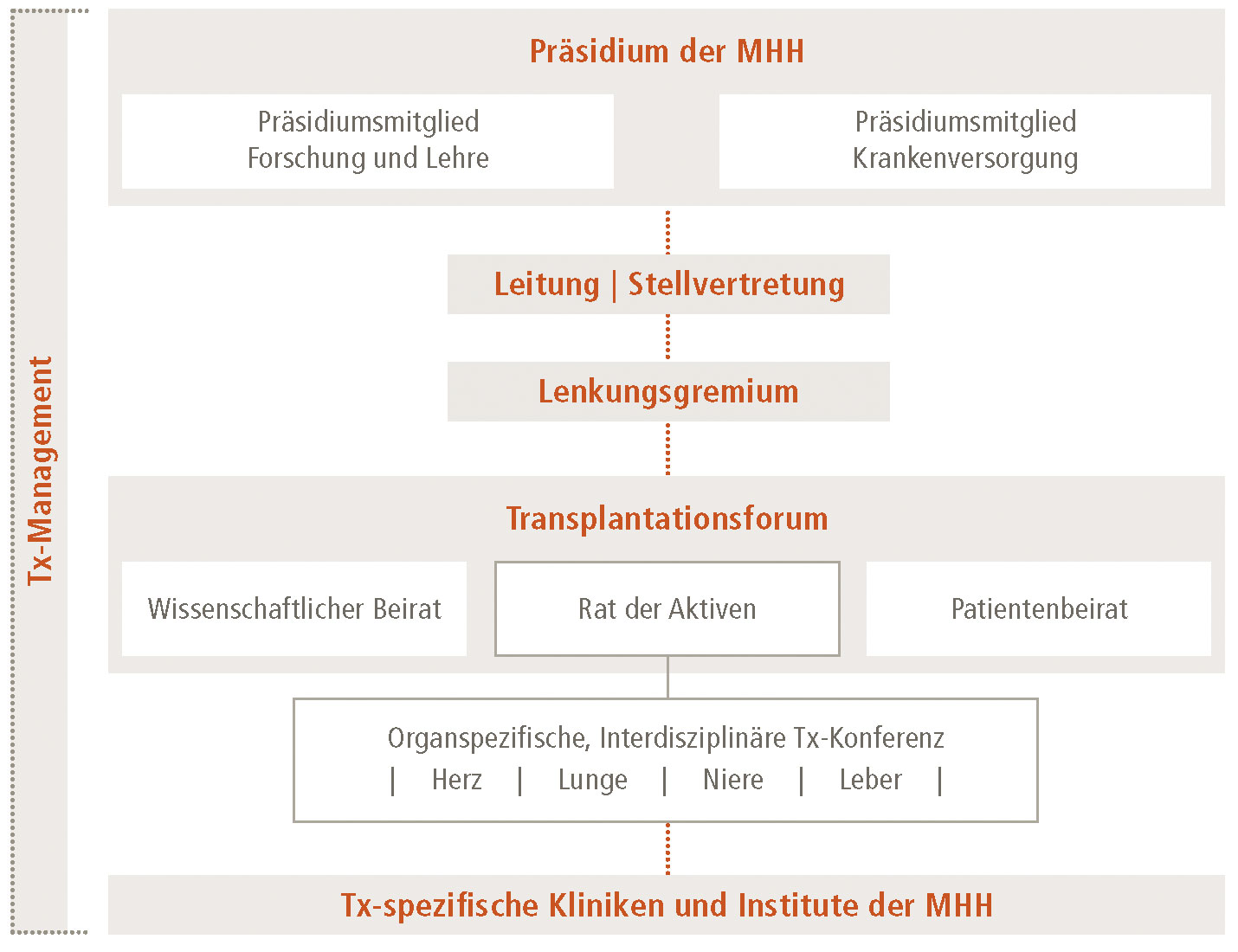 Organigram des MHH-Transplantationszentrum mit allen Gremien. Copyright: MHH/Transplantationszentrum
