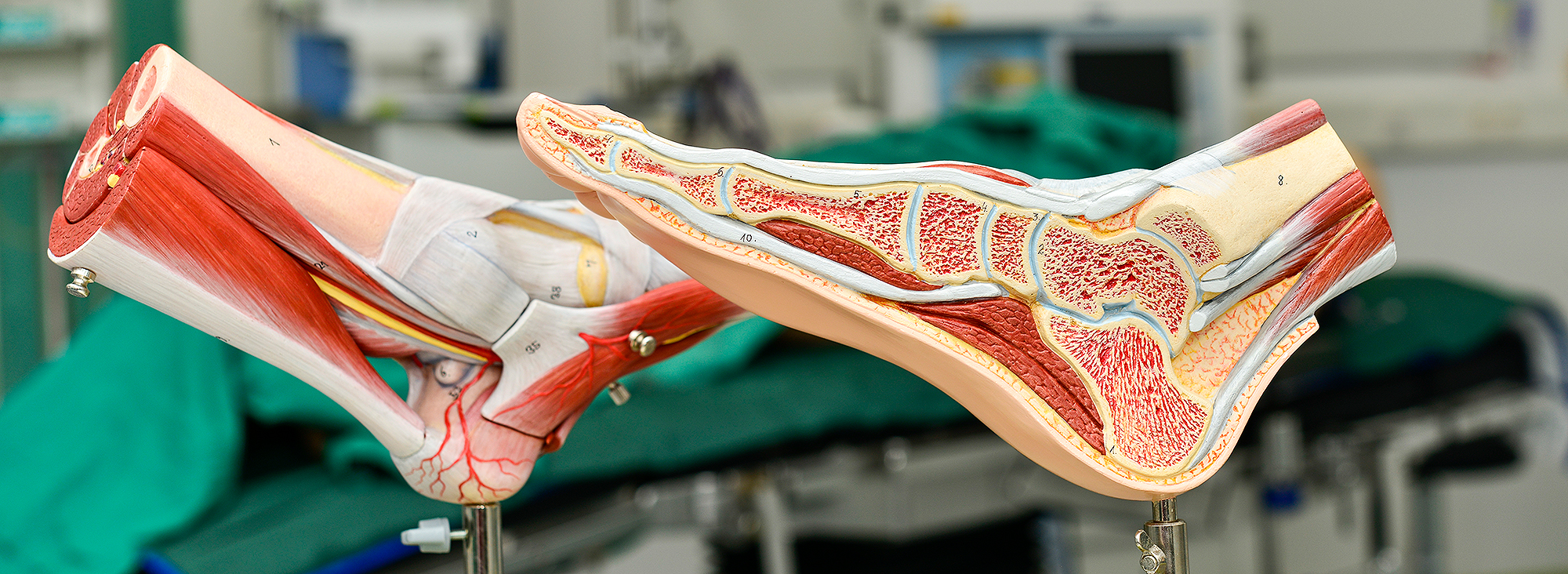 copyright: Tom Figiel/MHH Anatomisches Modell vom Fuß