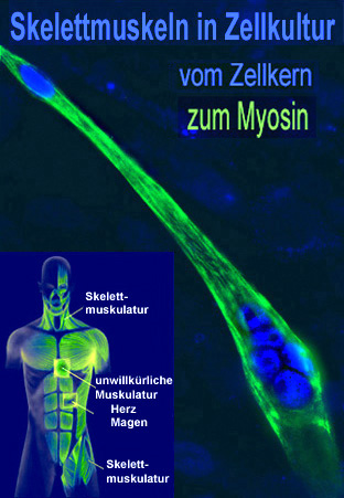 Eine Abbildung von 2 Zellen, in denen das Myosin in grün und die Zellkerne in Blau angefärbt sind. Hierzu die Überschrift: Skelettmuskeln in Zellkultur, vom Zellkern zum Myosin. In der unteren Rechten Ecke ist außerdem eine Skizze eines Menschen, in der die Muskelsysteme übersichtshaft dargestellt sind