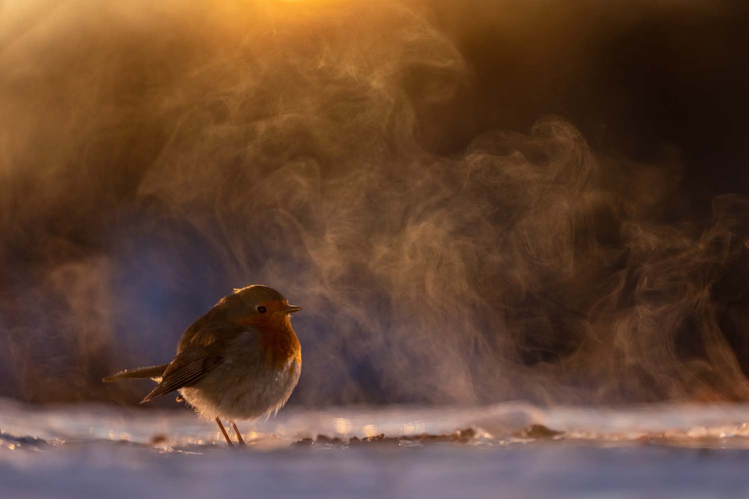 Ein Vogel in winterlicher Umgebung.