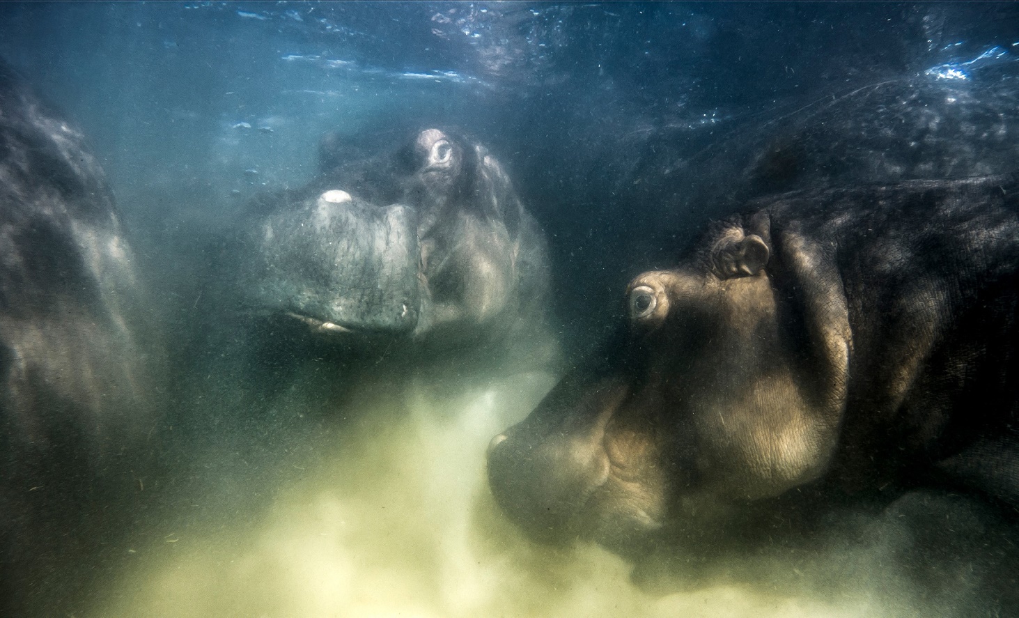 Foto unter Wasser von drei Flusspferden.
